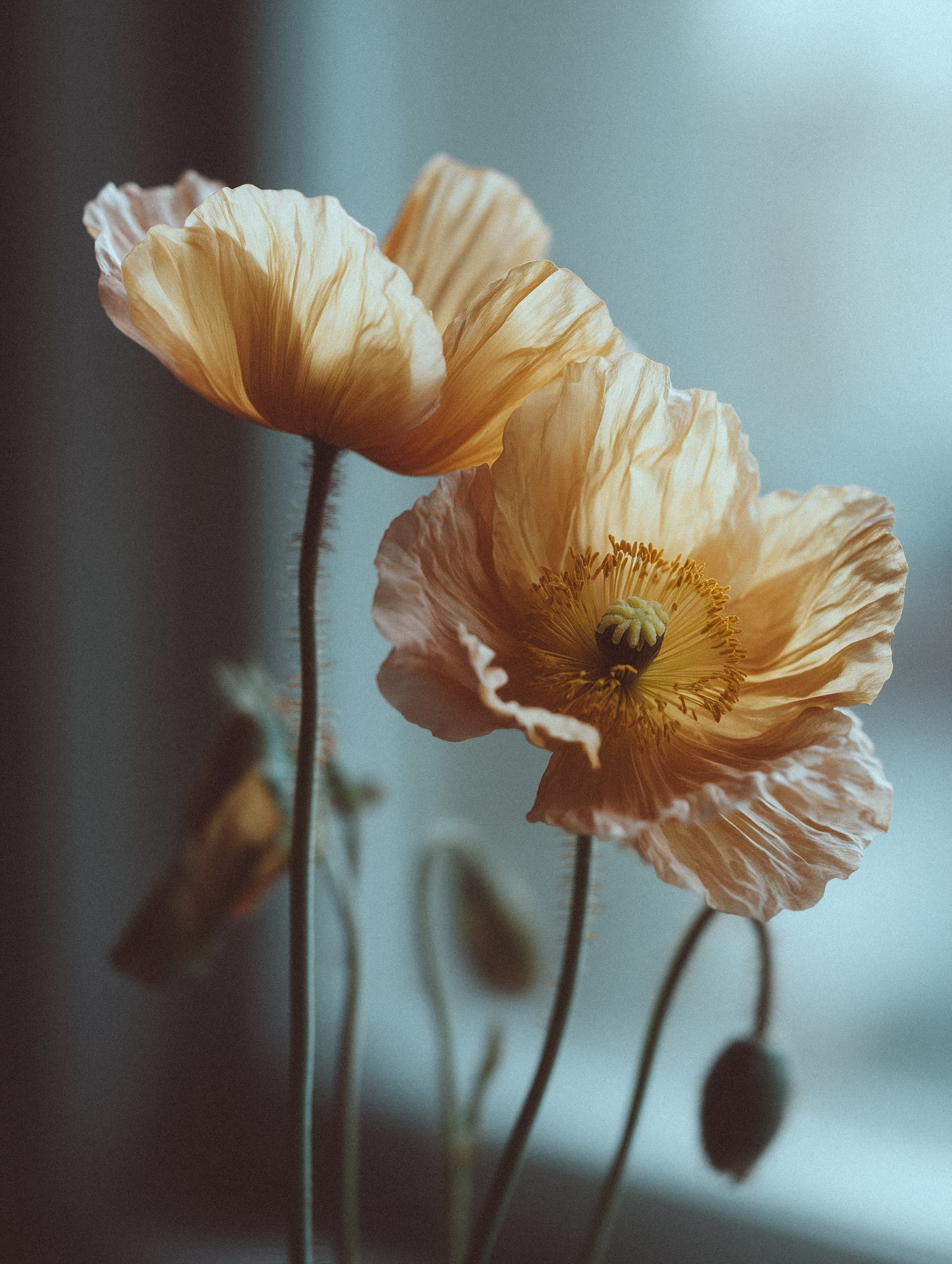 Soft peach poppies in natural light