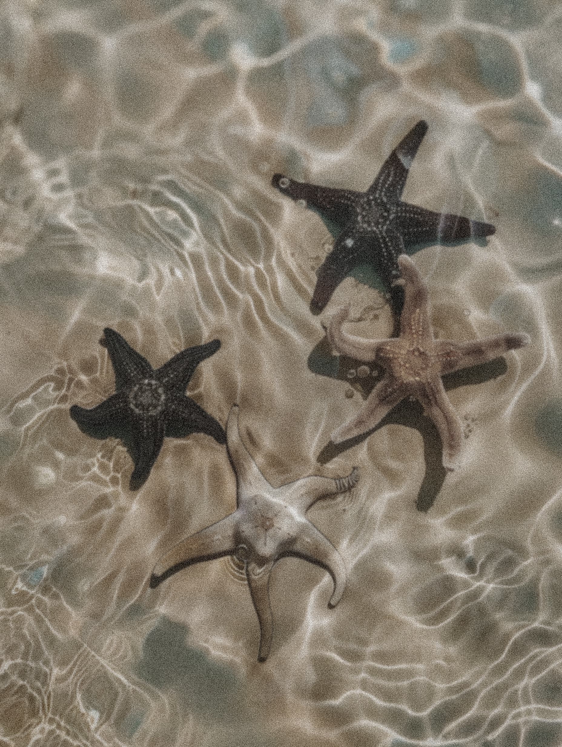 Starfish in shallow coastal water