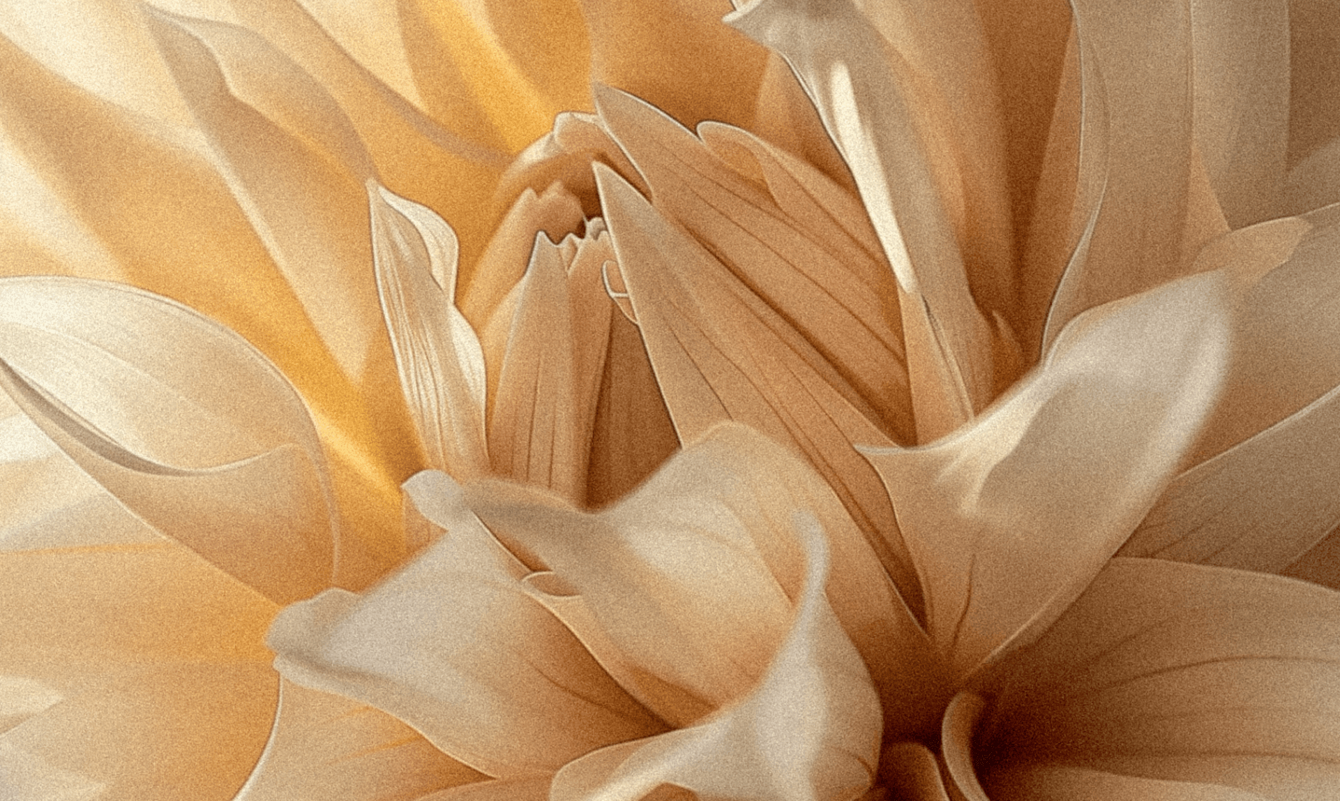 Soft golden flower petals evoking natural beauty