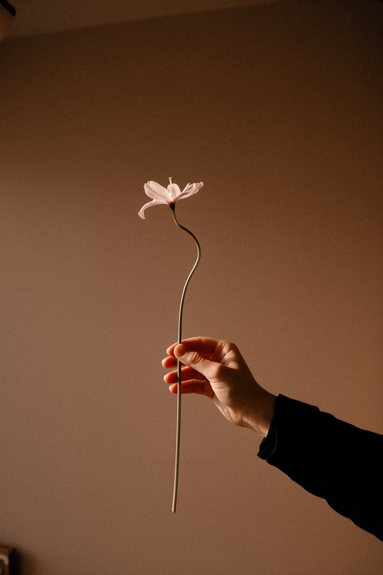 Hand holding a single flower, evoking delicacy and intention
